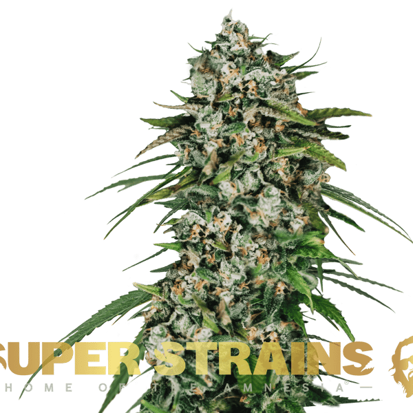 Saga – CBD Super Strains cannabisfrø