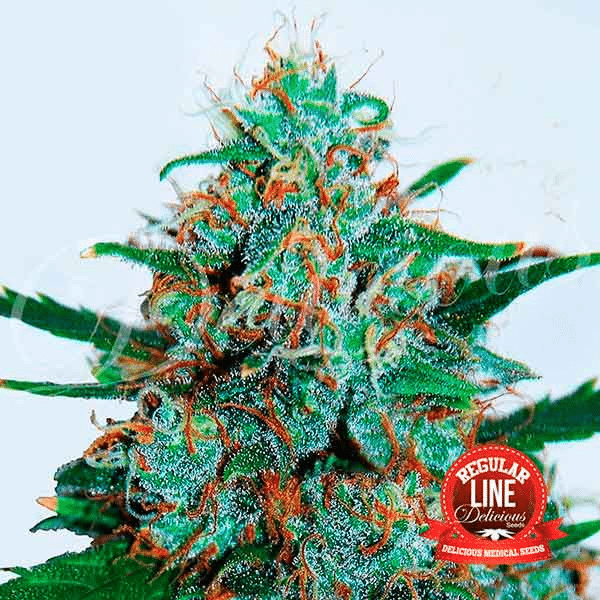 critical-neville-haze-regular-auto_2