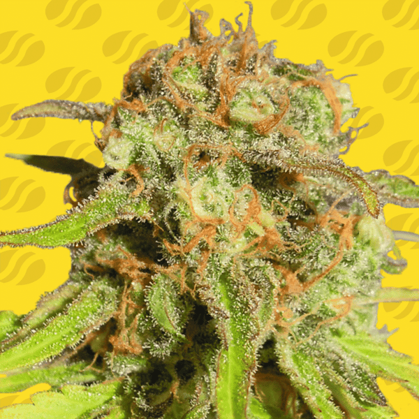 Bruce Banner #3 Auto Original Sensible cannabisfrø