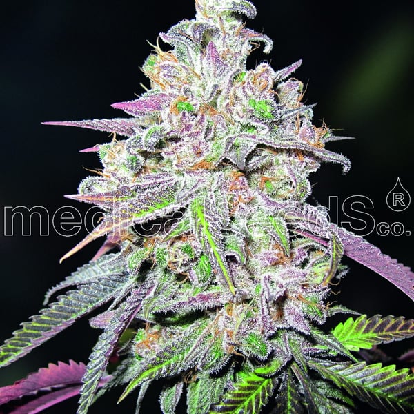 Medicinske cannabisfrø mendocino chanel kush