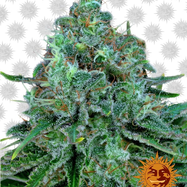 Critical-Kush cannabisfrø