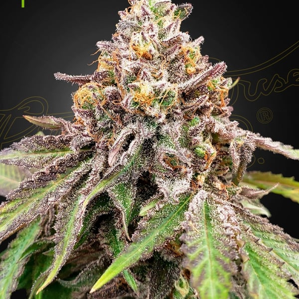 Blue Haze x Gelato 41 Auto Greenhouse Seed Company cannabisfrø