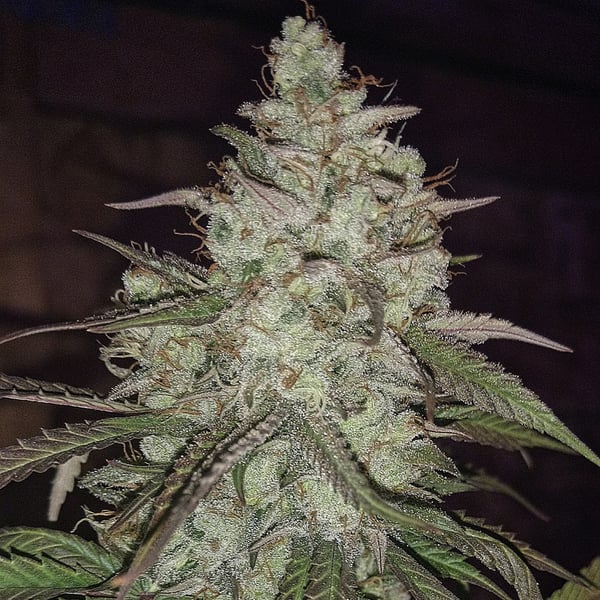 Blackberry Moonrocks Auto Nordland Seeds cannabisfrø