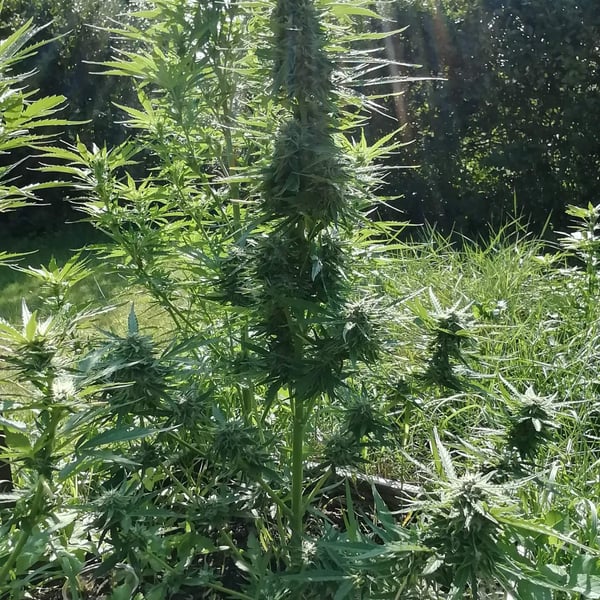 Girl Scout Cookies Auto Nordland Seeds