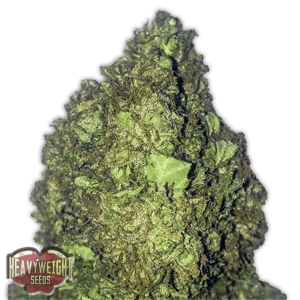 Short & Sweet Auto Heavyweight Seeds cannabisfrø