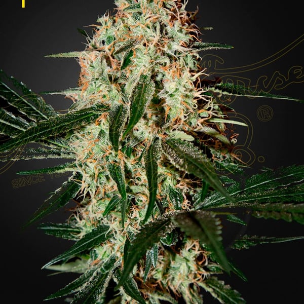 Ajan's Haze 3 Green House Seeds cannabisfrø