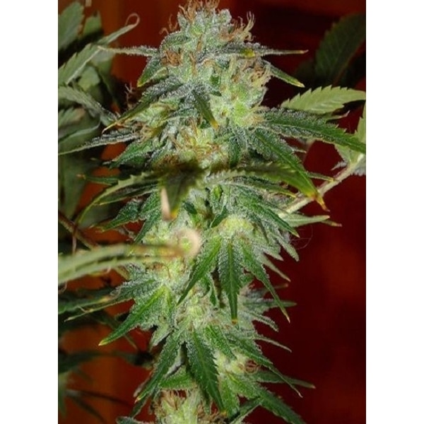 Skunkfrø Yumbolt cannabisfrø Sagarmatha Seeds (2)
