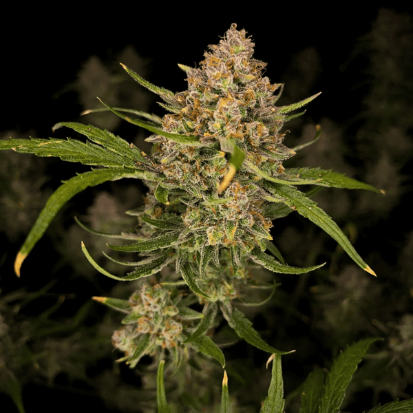 Guava Auto Fast Buds cannabisfrø