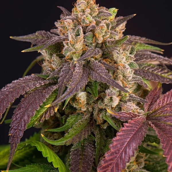 Sofa So Good Auto Nordland Seeds cannabisfrø