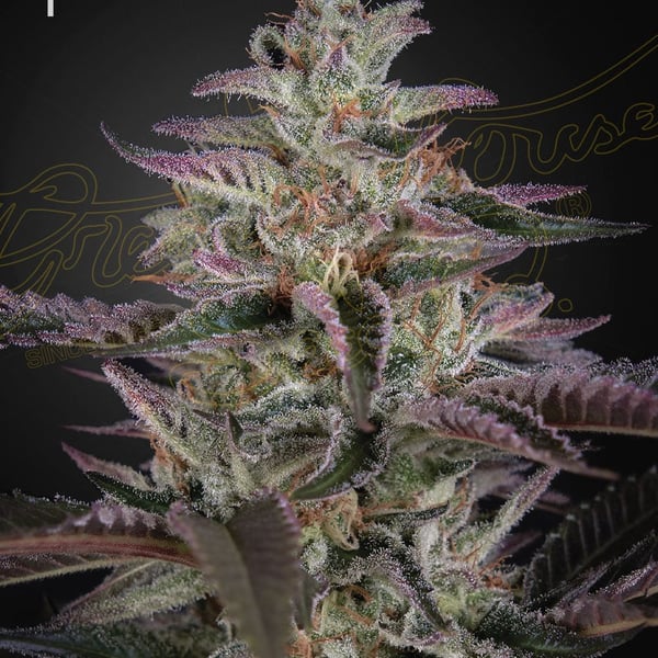 Banana Krumble Green House Seed Company cannabisfrø