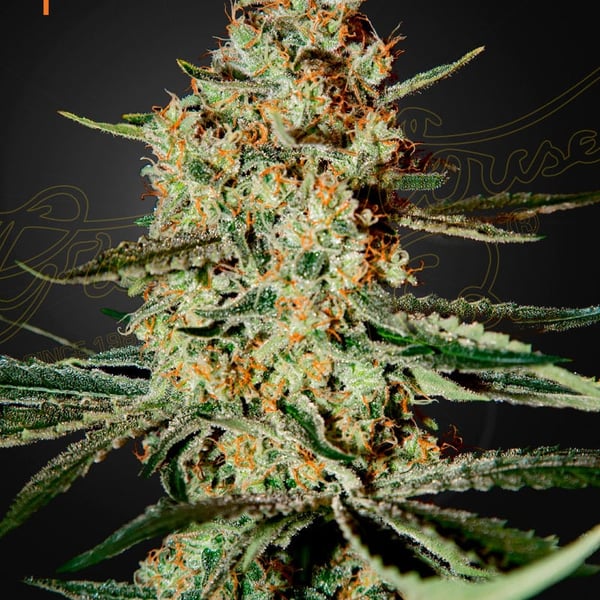 Himalaya Gold Green House Seed Company cannabisfrø