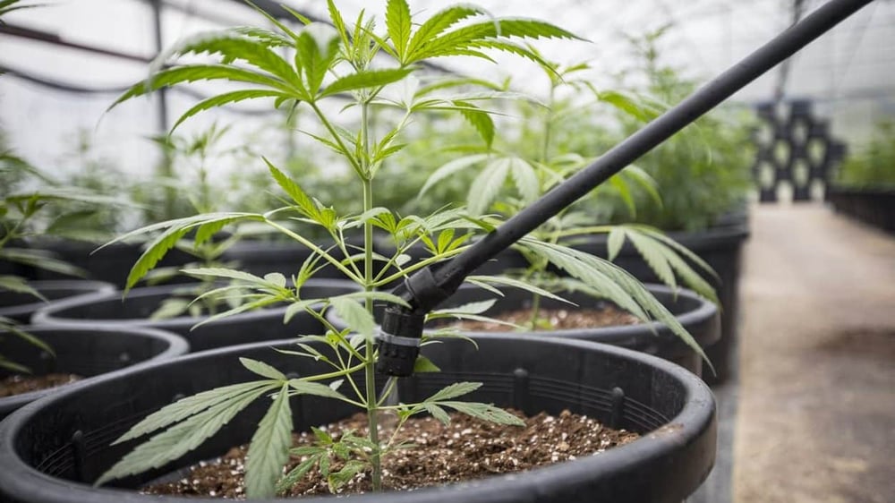Groguide vanding af cannabis