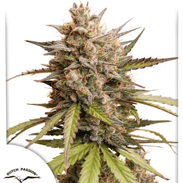 Auto Melonade Runtz Dutch Passion cannabisfrø