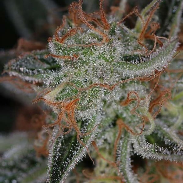 Skunkfrø Jack The Ripper regulære cannabisfrø TGA Subcool