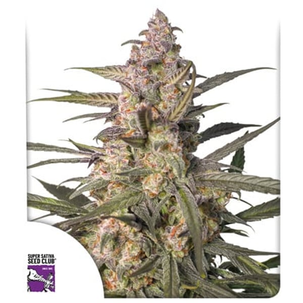 auto-northern-dragon-fuel