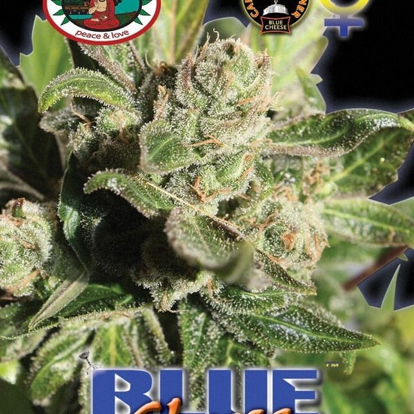 Cannabisfrø Blue Cheese Big Buddha