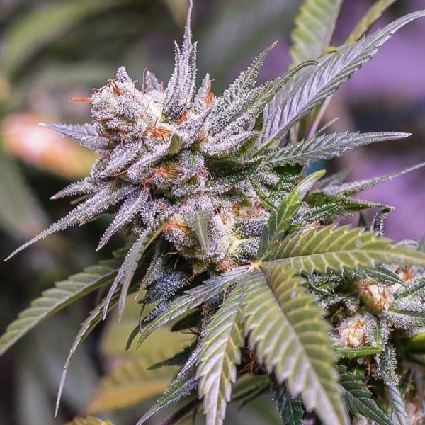 Runtz Auto Nordland Seeds cannabisfrø