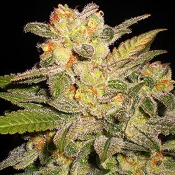 NL Automatic G13 Labs Seeds