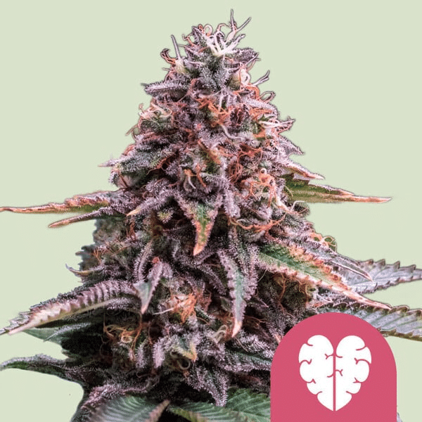 Pink Mist Royal Queen Seeds skunkfrø