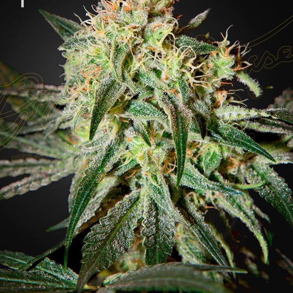 Damn Sour Green House Seeds cannabisfrø