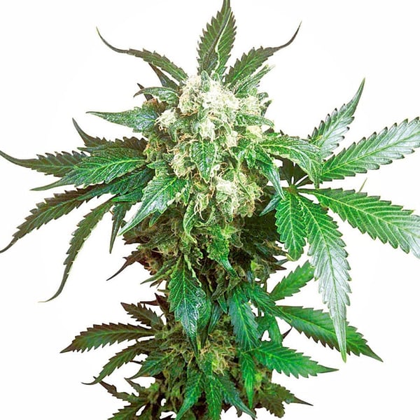 Medicinske Cannabisfrø Black Domina