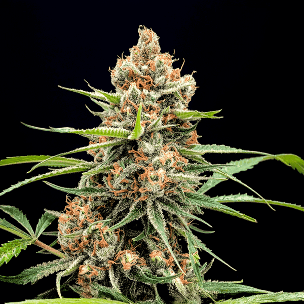 Strawberry Haze Auto Nordland Seeds