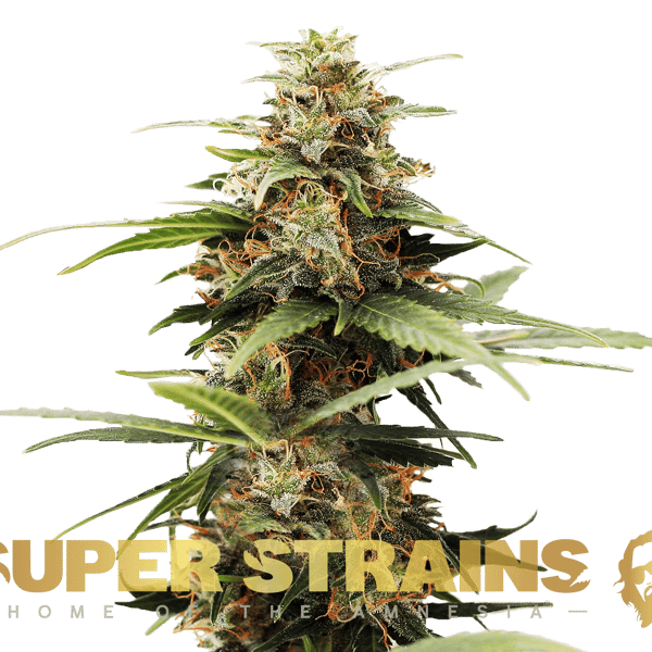 Hermana de la Noche Super Strains cannabisfrø