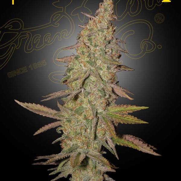 Arjan's Ultra Haze 1 Green House Seed Company cannabisfrø