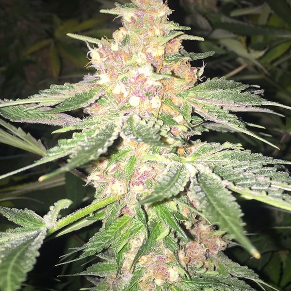5G Soma Sacred Seeds cannabisfrø