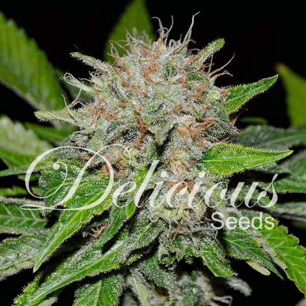 Deep Mandarine Delicious Seeds cannabisfrø