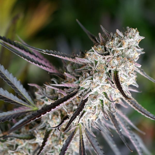 Peanut Butter Breath Fast Flowering Humboldt Seed Organization cannabisfrø