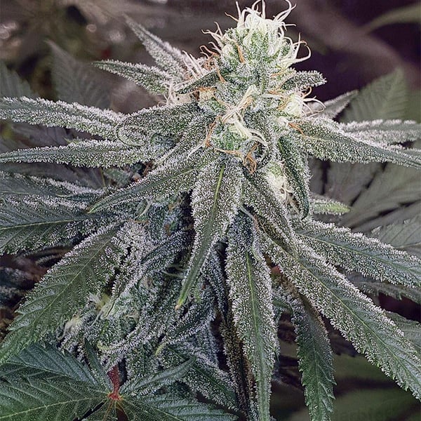 Weddingcake Auto cannabisfrø Nordland Seeds