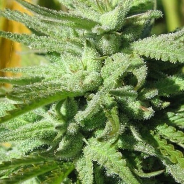 BC Hash Plant BC Bud Depot cannabisfrø