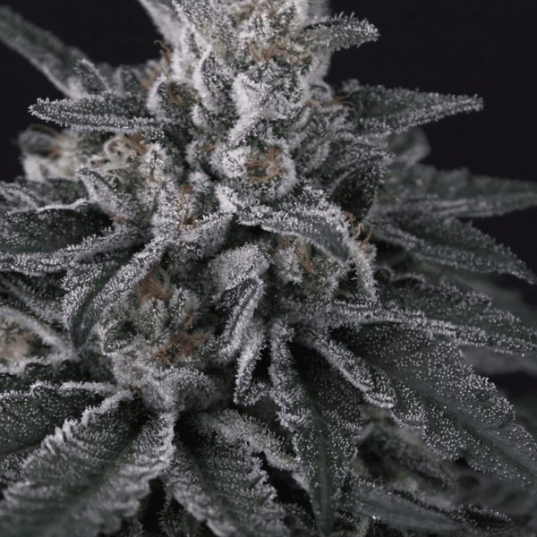 Gulupa Paradise Seeds