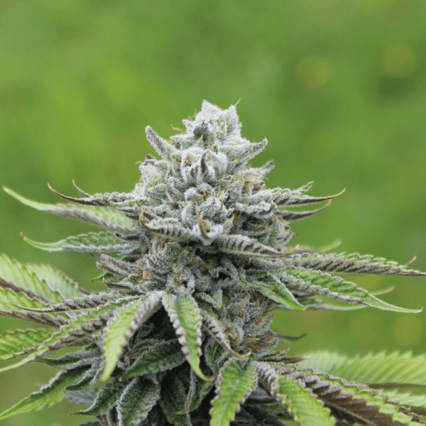 Blue Dream Auto Nordland Seeds cannabisfrø