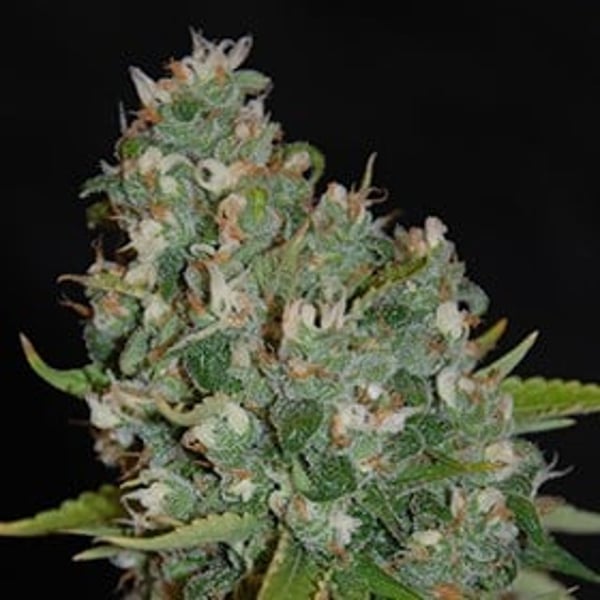 OG13 G13 Labs Seeds
