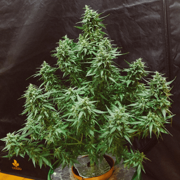 Ogre Auto Doctor's Choice cannabisfrø