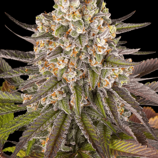 Limoncello Barney's Farm cannabisfrø