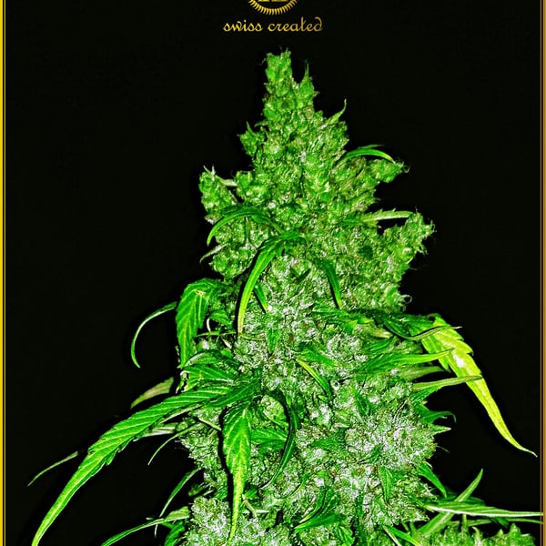 Automatic Anaconda Anaconda Seeds cannabisfrø