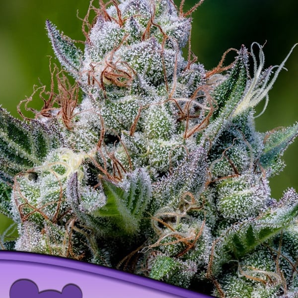 Green Apple Juice Auto Anesia Seeds skunkfrø cannabisfrø