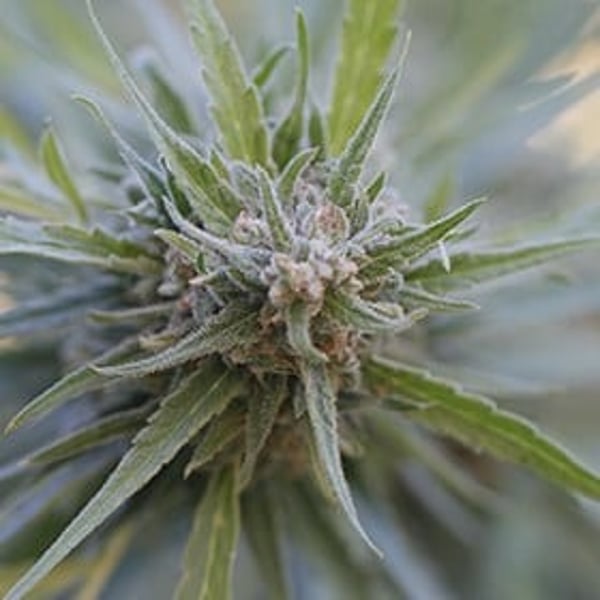 Midnight Kush G13 Labs Seeds