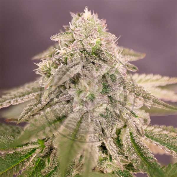 Bay Burger Delicious Seeds cannabisfrø