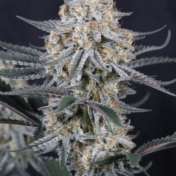Guava Sundae Auto Fast Buds cannabis frø