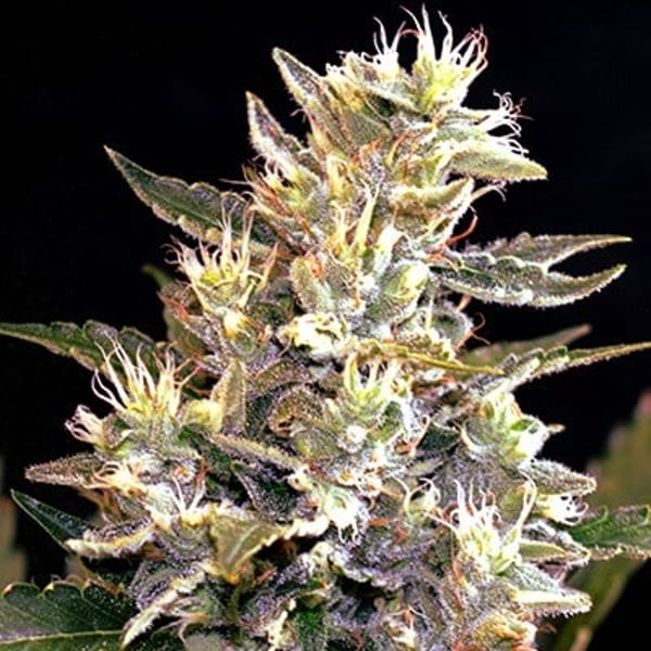 Auto-Sunset-Sherbet_600x600