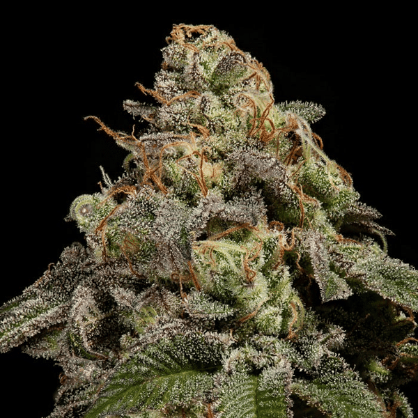 OMG Ripper Seeds cannabis frø