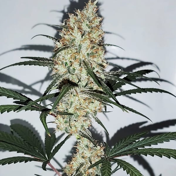 Grape Amnesia Female Seeds cannabisfrø