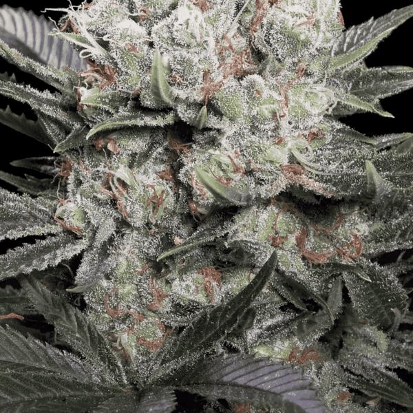Californian Gold Paradise Seeds