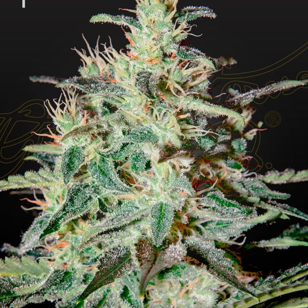 White Lemon Green House Seed Company cannabisfrø