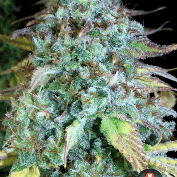 Cannabisfrø Serious Happiness Serious Seeds