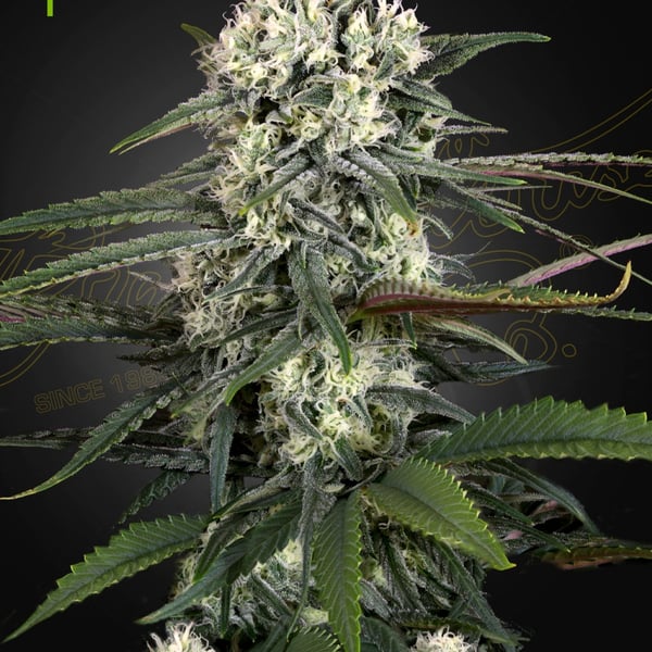 Auto-Bomb Greenhouse Seed Company cannabisfrø